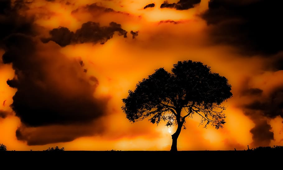 tree, sunset, clouds, sky, nature, landscape, twilight, evening HD wallpaper
