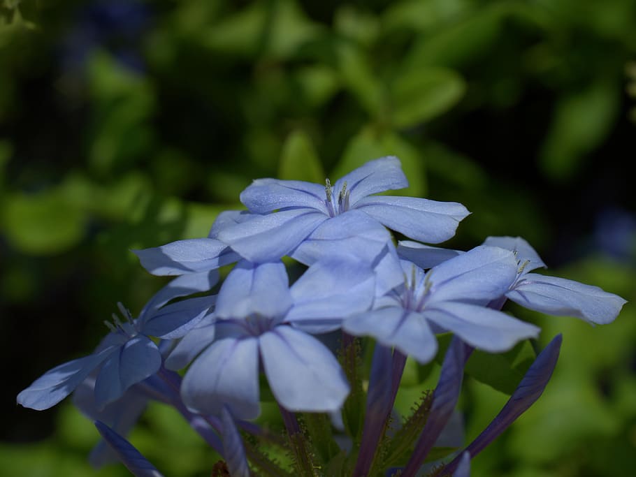 flower, blossom, bloom, garden, garden plant, nature, flora HD wallpaper