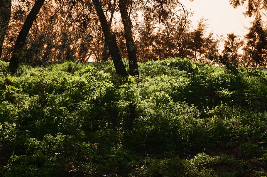 Green-leafed Plants, color, dawn, daylight, environment, grass HD wallpaper