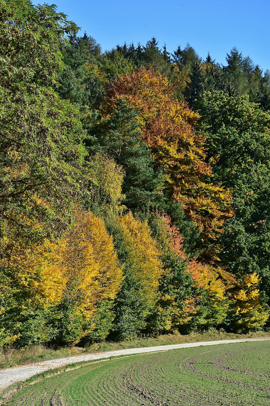 leaves, deciduous tree, autumn, forest, nature, fall foliage HD wallpaper