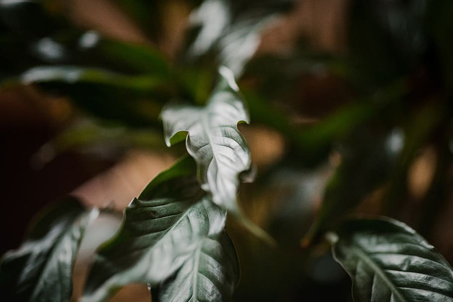 plant, leaf, blossom, acanthaceae, flower, tree, veins, annonaceae HD wallpaper