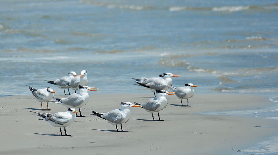 united states, hilton head island, seagull, beach, waves, summer, HD wallpaper