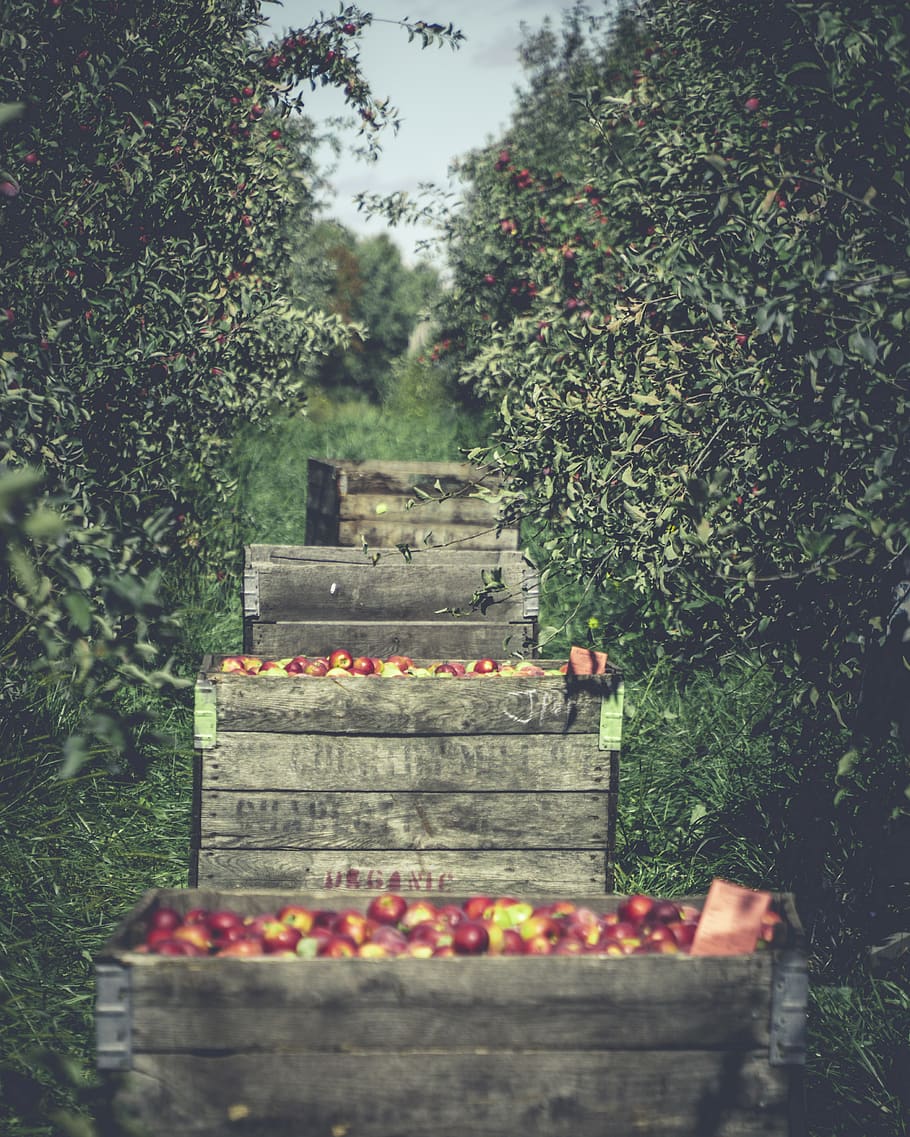 fruit, plant, apple, flora, produce, food, united states, charlotte HD wallpaper