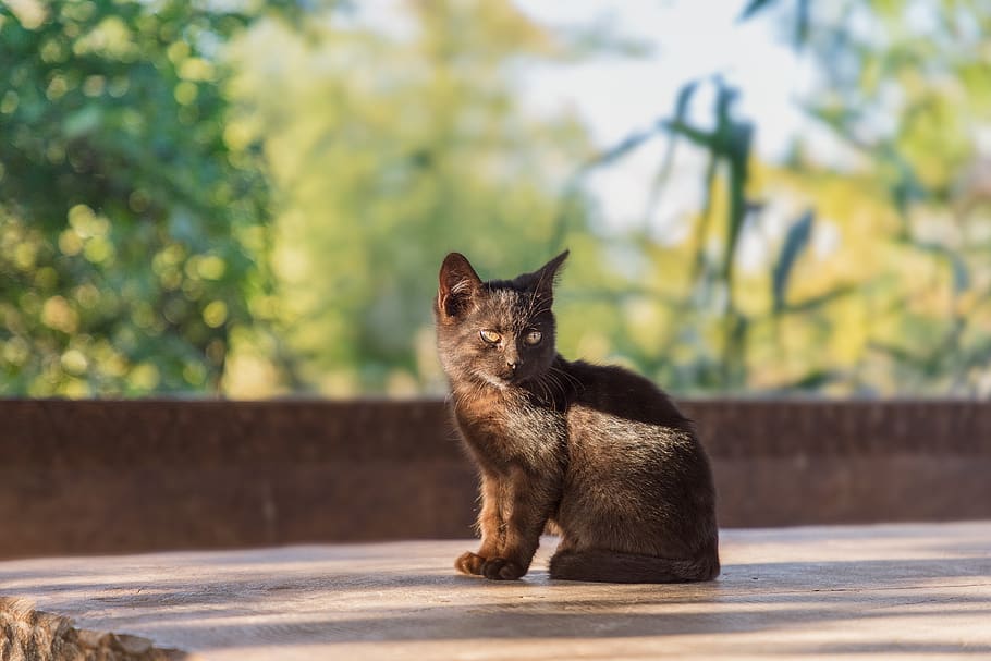 cat, kitten, cute, black, young, portrait, table, animal, mammal HD wallpaper