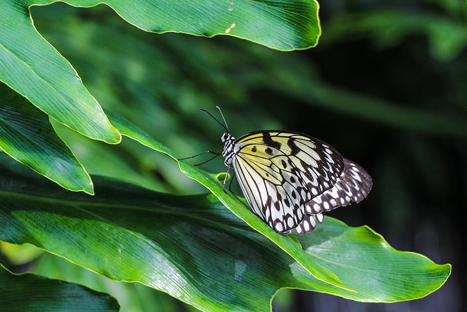 butterfly, insect, nature, leaf, animal wildlife, animal themes HD wallpaper