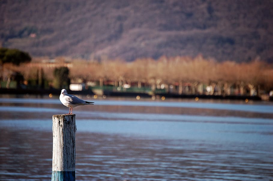 lake, seagull, bird, animal, animal themes, animal wildlife HD wallpaper
