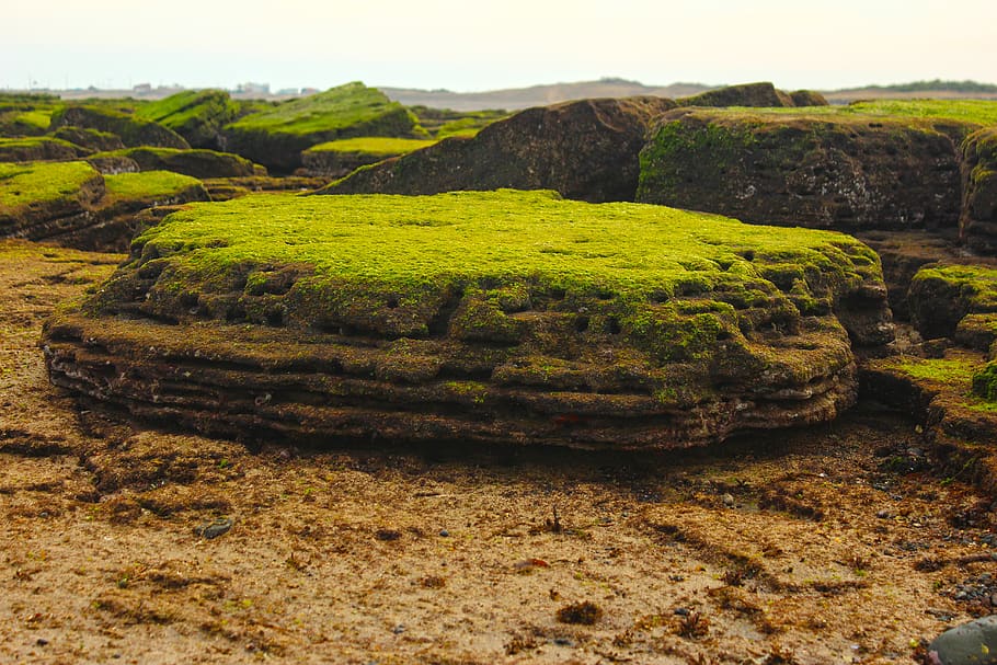 Moss rock. Морской мох. Moss texture.