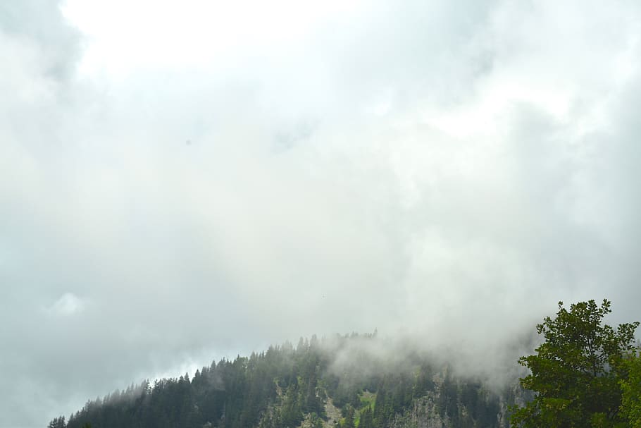 trees, forest, dramatic, clouds, fog, mountain, travel, explore HD wallpaper