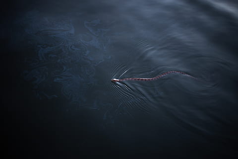 brown snake on water, animal, reptile, sea snake, sea life, ripple HD wallpaper