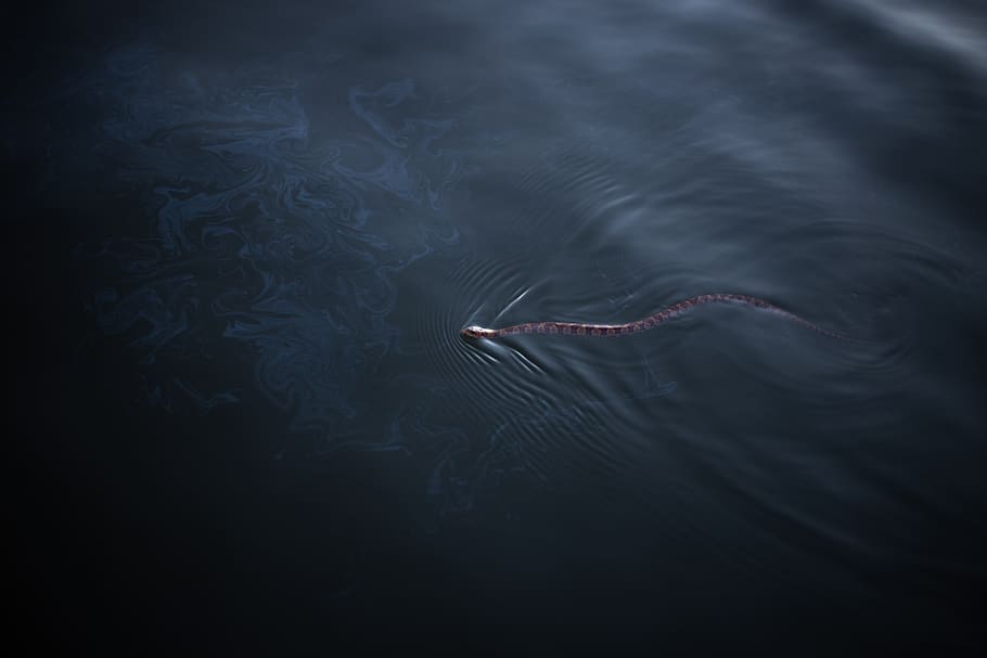 brown snake on water, animal, reptile, sea snake, sea life, ripple HD wallpaper