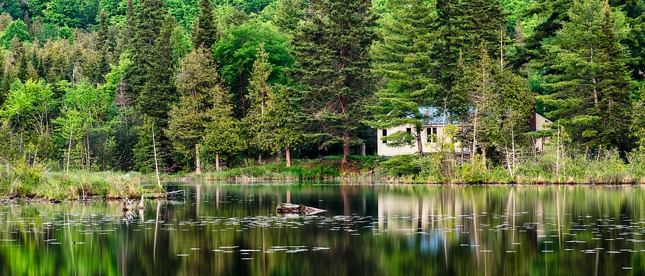 trees, lake, river, forest, green, canada, ontario, overcast HD wallpaper