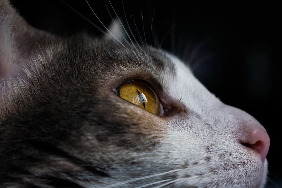 medellín, colombia, ojos, gato, gatos, primer plano, cat, animal, HD wallpaper