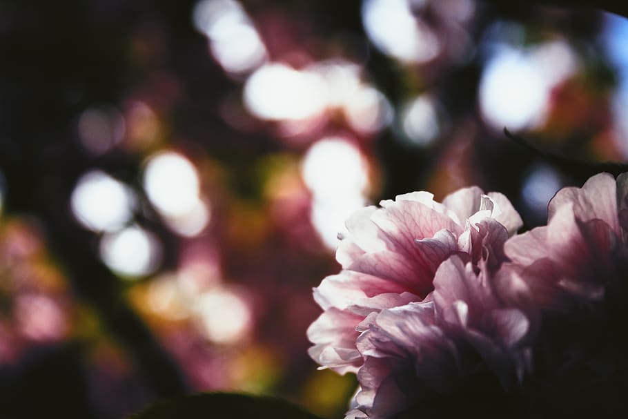flowers, tree, summer, spring, pink, flowering plant, beauty in nature HD wallpaper
