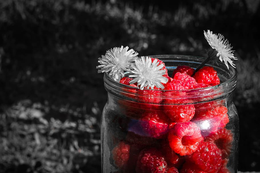 raspberry, berry black, grey, summer, in the summer of, nature, HD wallpaper