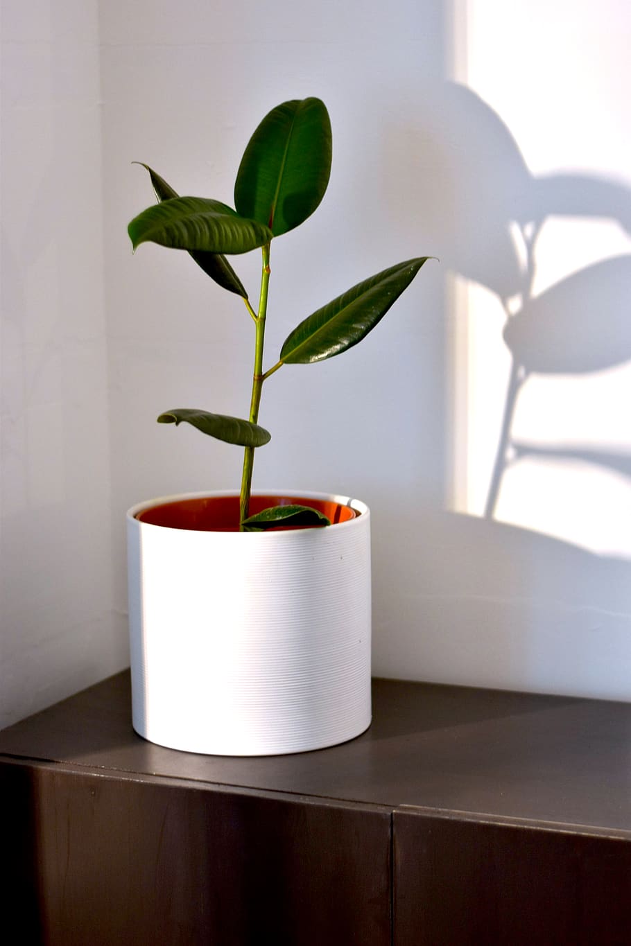 green rubber fig in pot, plant, leaf, blossom, flower, pottery HD wallpaper