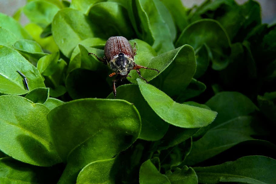 maikäfer, insect, spring, creature, close up, brown, plant part HD wallpaper