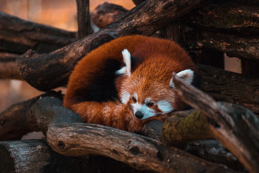 sun bear lying on logs, animal, mammal, wildlife, lesser panda, HD wallpaper