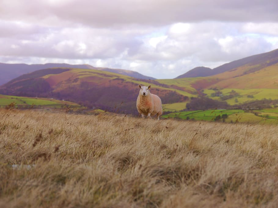 sheep, grass, landscape, rural, agriculture, animal, nature HD wallpaper