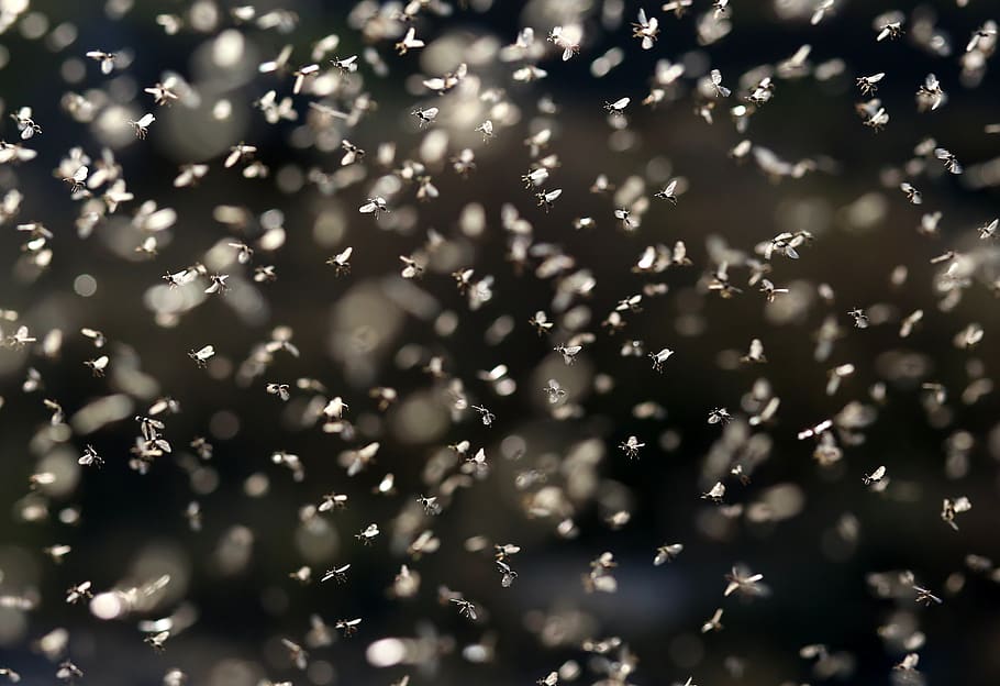 fly, efemerida, roi, flight, insects, wings, backgrounds, no people HD wallpaper