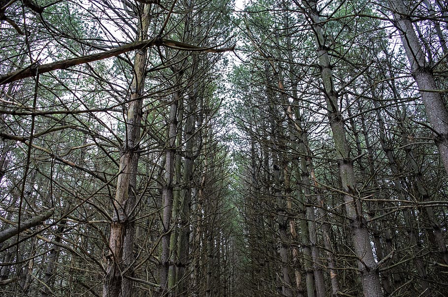 pines, pine trees, forest, woods, dark, green, nature, natural trail HD wallpaper