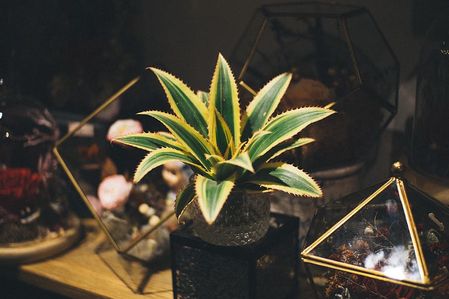 plant, flowers, nature, growth, potted plant, no people, close-up HD wallpaper