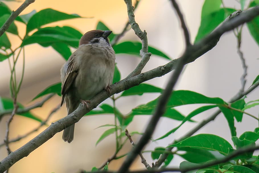 palm, feather, bird, stone, sparrow, beak, eye, coffee, fly HD wallpaper