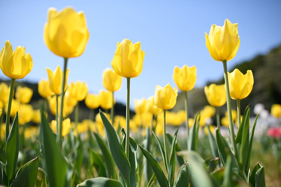 yellow petaled flowers, flowering plant, freshness, field, growth HD wallpaper