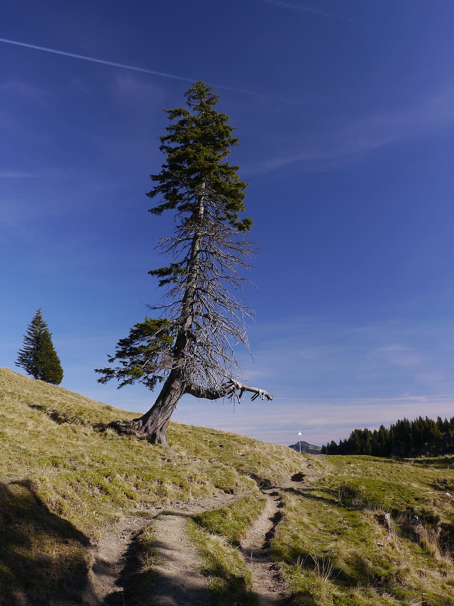 away, tree, lone tree, upward, kahl, shield, nature, conifer HD wallpaper
