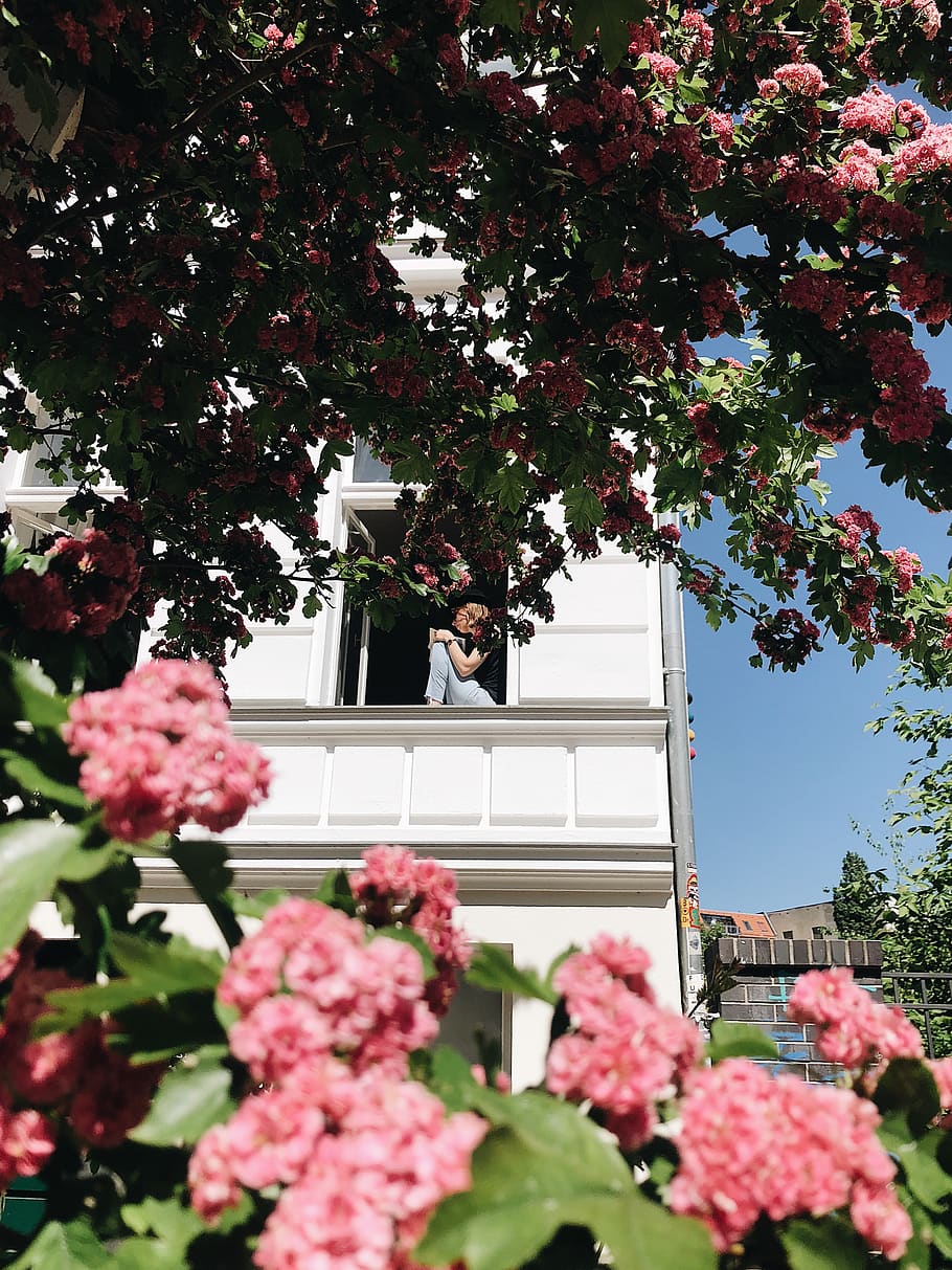 Building With People Near Pink Flowers, beautiful, bloom, blooming HD wallpaper