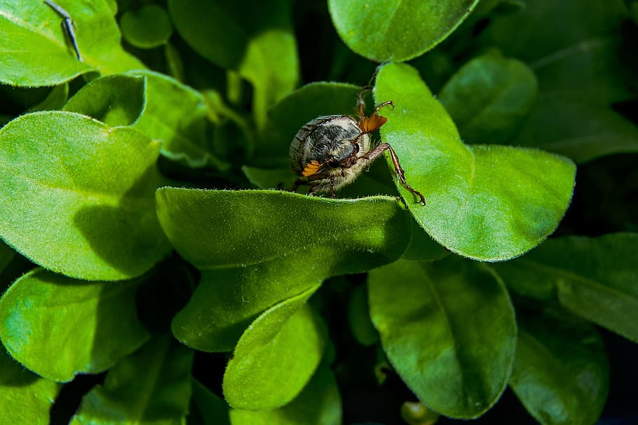 maikäfer, insect, may, nature, close up, spring, beetle, plant part HD wallpaper