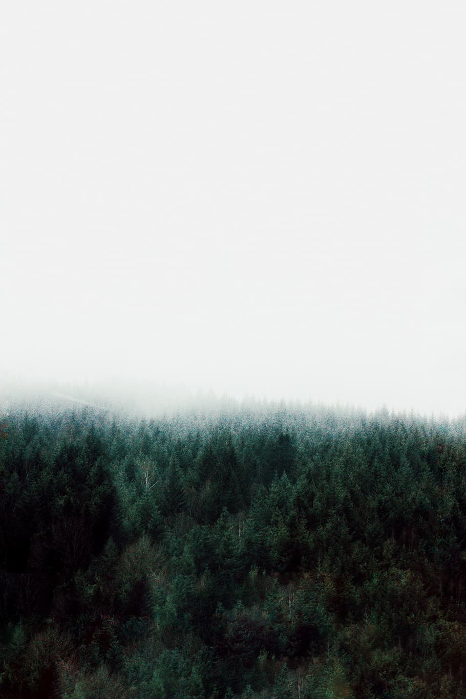 treeline under white skies, plant, landscape, environment, sky HD wallpaper