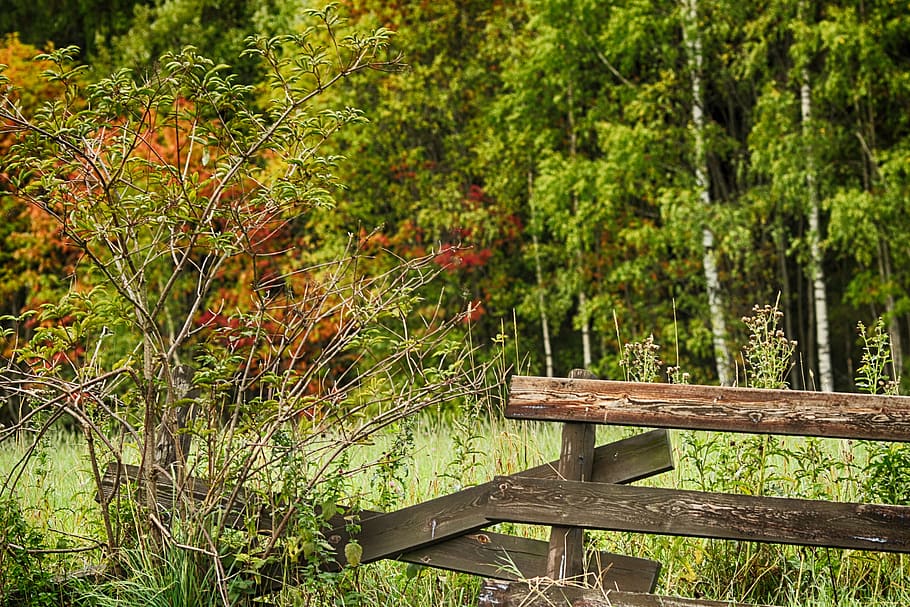 autumn, landscape, fall, nature, fence, plant, green color HD wallpaper