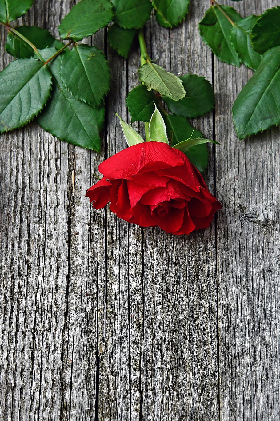 50,000+ Best Rose Images & Free Flower Photos - Pixabay