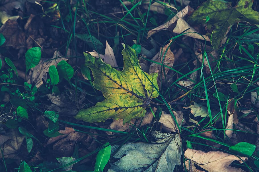 leaf, plant part, nature, land, growth, green color, dry, day HD wallpaper