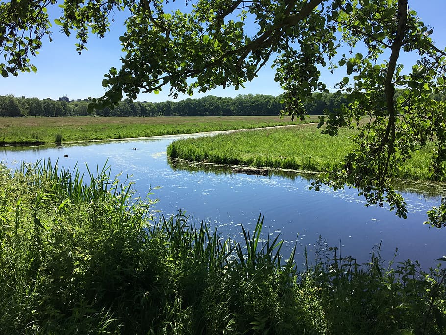 meadow, forest, summer, stream, brook, netherlands, countryside HD wallpaper
