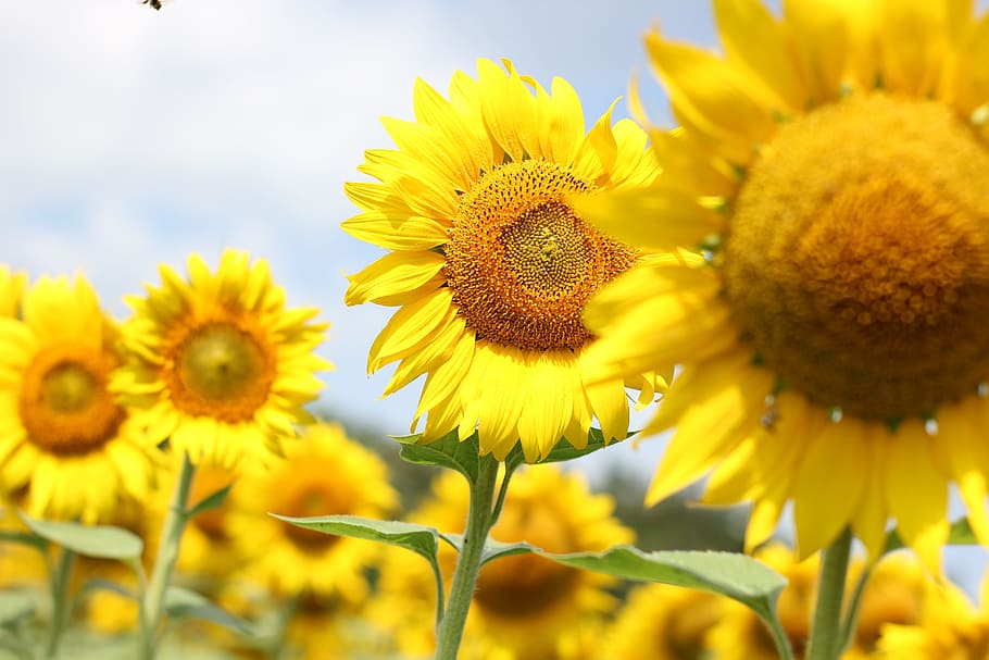 Shallow Focus Photo Of Sunflowers, bloom, blossom, close-up, field HD wallpaper
