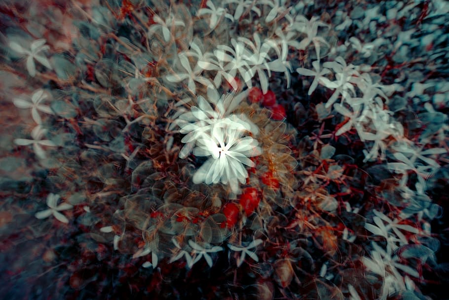 multicolored petaled flower illustration, multiple exposure, plant HD wallpaper