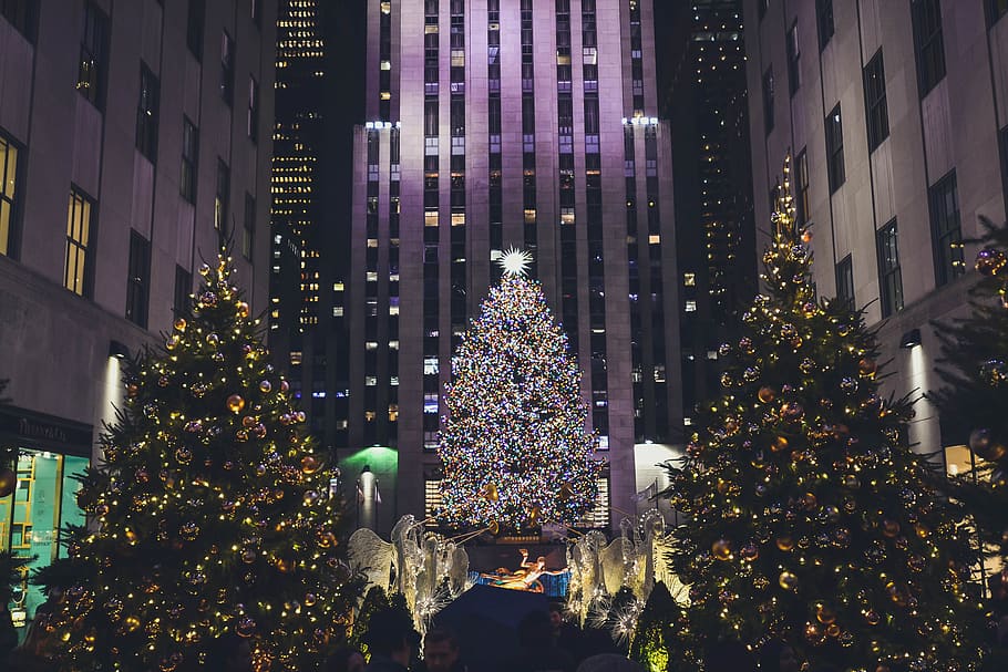 lighted Christmas trees, illuminated, celebration, decoration HD wallpaper