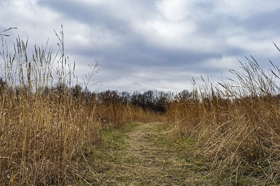field, prairie, winter, path, trail, nature trail, pastoral HD wallpaper