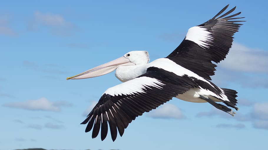 animals, birds, pelicans, animals in the wild, animal wildlife HD wallpaper