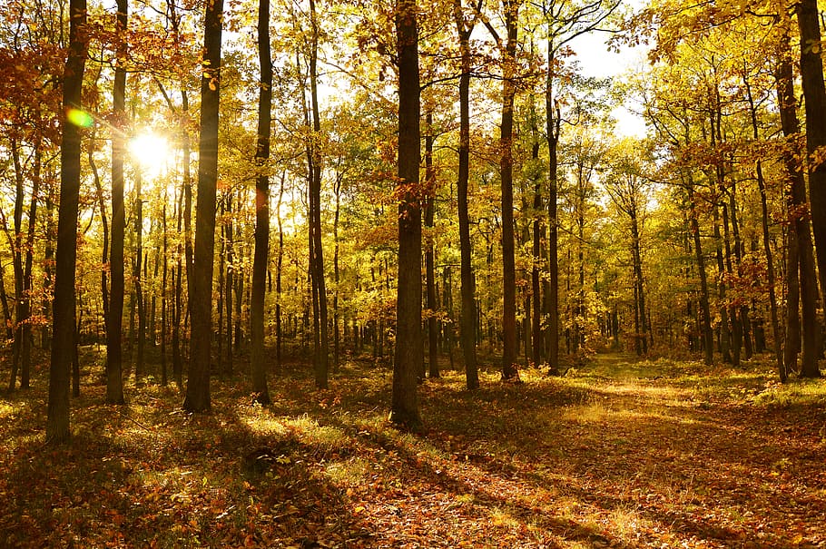 forest, trees, landscape, autumn, autumn landscape, leaves HD wallpaper