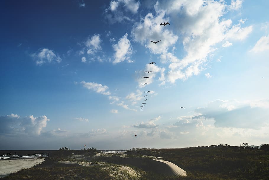 flying birds during daytime, nature, sky, cloud, outdoors, cumulus HD wallpaper