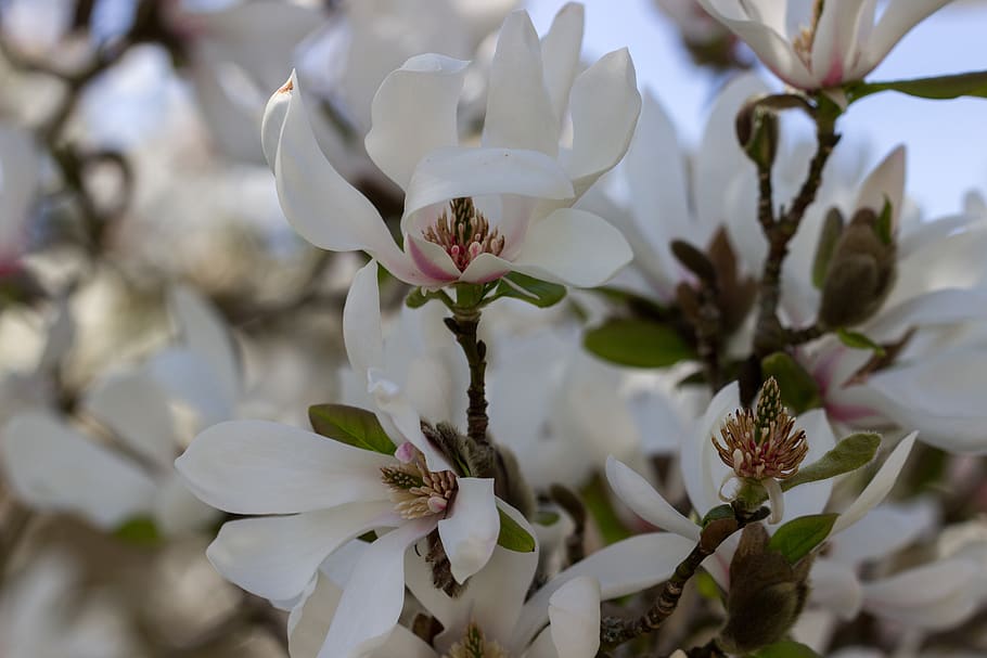 flower, blossom, bloom, white, spring, bud, nature, plant, petals HD wallpaper