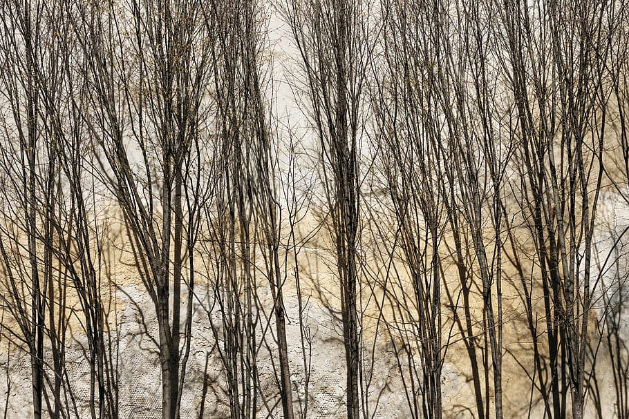 tree, bare tree, plant, no people, tranquility, trunk, tree trunk HD wallpaper