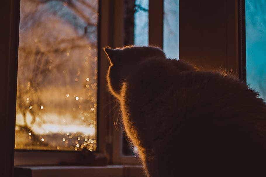 cat, mammal, animal, pet, window, manx, house, sunset, home decor, HD wallpaper