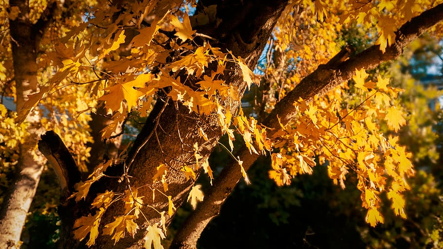 plant, leaf, tree, maple, maple leaf, tree trunk, fire, flame HD wallpaper