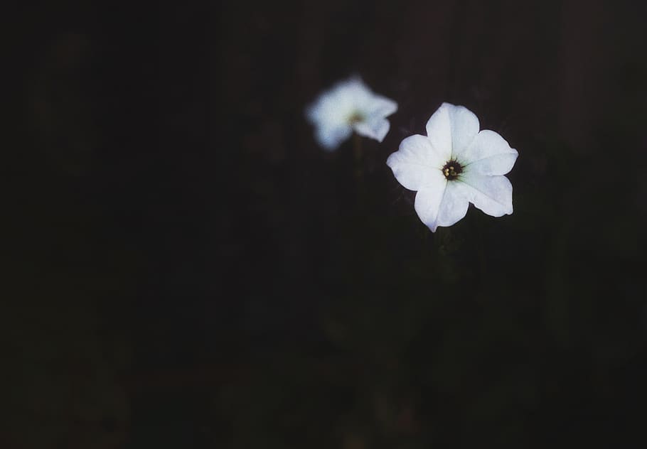 turkey, malatya, flower, flowering plant, fragility, vulnerability HD wallpaper
