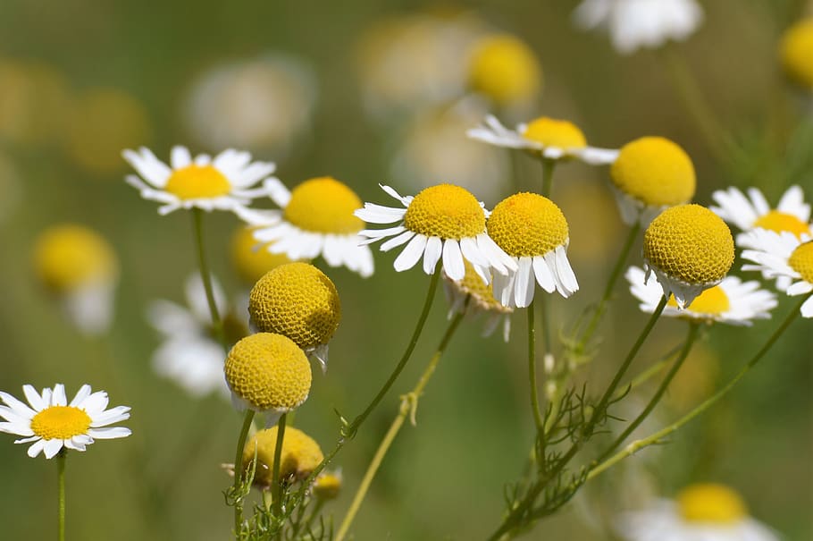 chamomile, flowers, flora, nature, meadow, summer, spring, herb HD wallpaper