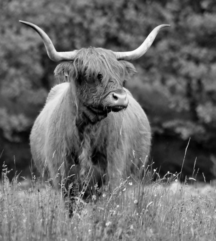 united kingdom, fort william, ben nevis, animal, animal themes HD wallpaper