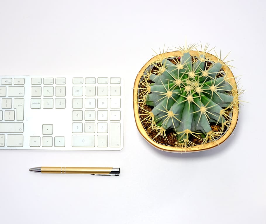 Green Cactus In Yellow Pot , desk, flatlay, keyboard, pen, plant HD wallpaper